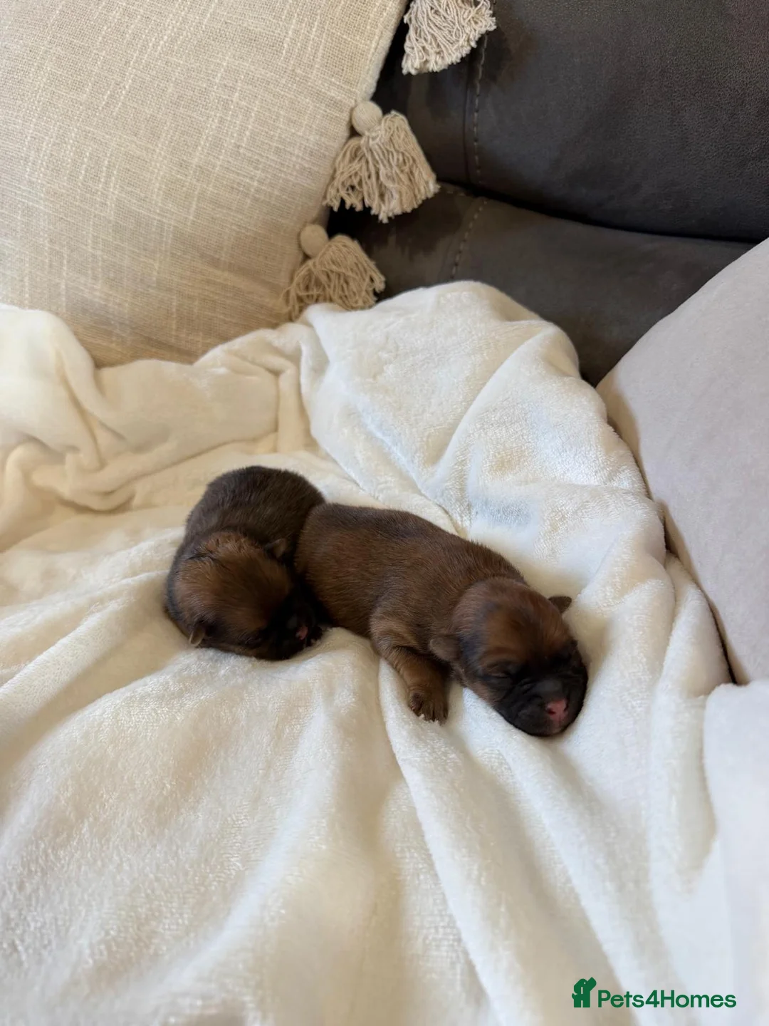 Pomeranian dogs for sale: pomeranian puppies - Advert 2