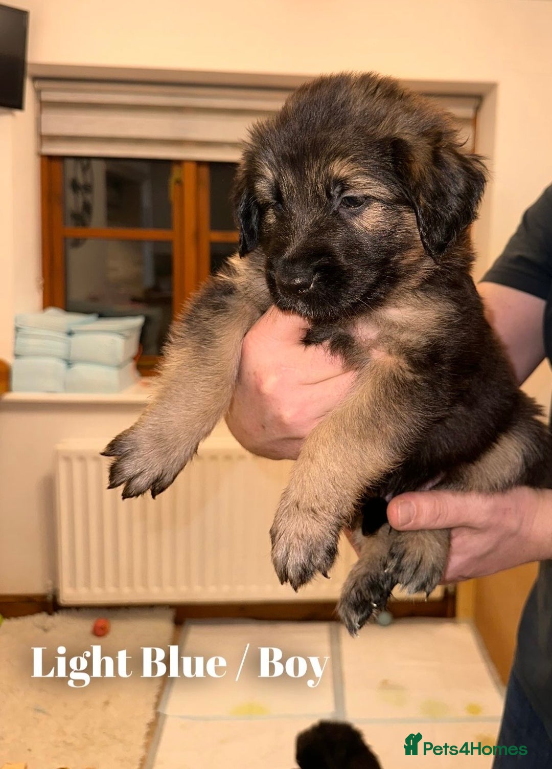 Mixed Breed dogs for sale: Golden Shepherd Puppies - Advert 12