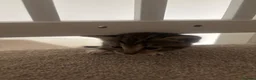 Savannah cats for sale: F4 Savannah x British Shorthair Kittens Available - Advert 3