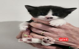 British Shorthair cats for sale: Beautiful black and white kittens - Image 10