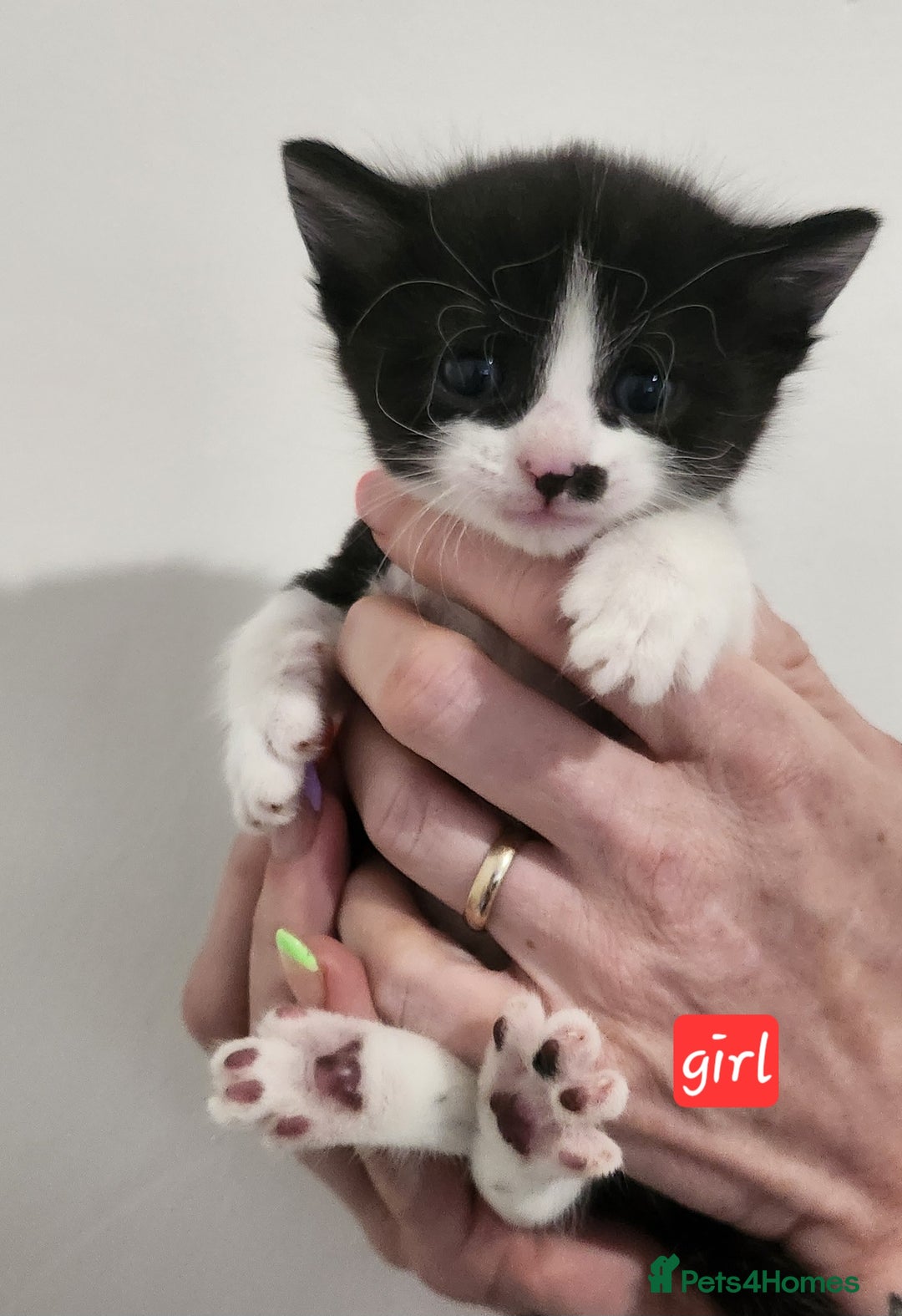 British Shorthair cats for sale: Beautiful black and white kittens - Image 10