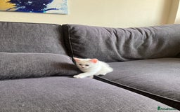 Scottish Fold cats for sale: Scottish fold & Khao Manee mix sisters - Image 15