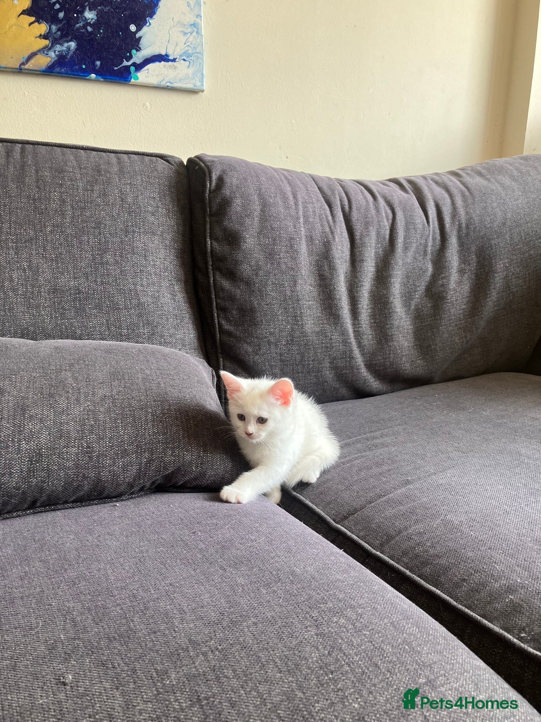 Scottish Fold cats for sale: Scottish fold & Khao Manee mix sisters - Image 15