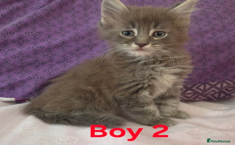 Maine Coon cats - Advert 1