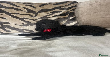 Cockapoo dogs - Advert 4