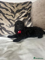 Cockapoo dogs - Advert 4