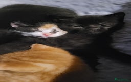 Mixed Breed cats for sale: Beautiful kittens needing loving homes - Image 15