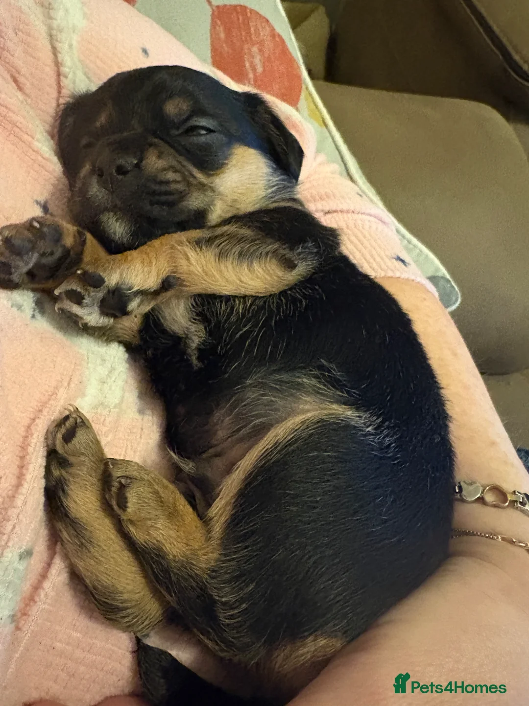 Mixed Breed dogs for sale: 2 boys left of a litter of 5 in Fareham - Advert 1