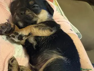 Mixed Breed dogs 2 boys left of a litter of 5 - Advert 1