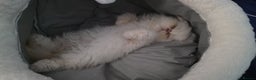 Persian cats for sale: 14 week persian - Advert 1