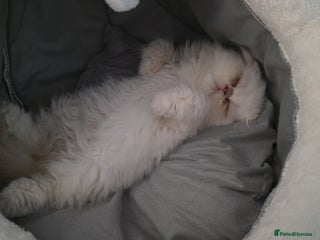 Persian cats 14 week persian - Advert 1