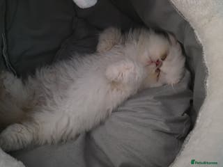 Persian cats 14 week persian - Advert 3