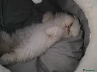 Persian cats 14 week persian - Advert 4