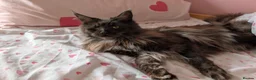 Maine Coon cats for sale: Maine coon - Advert 3