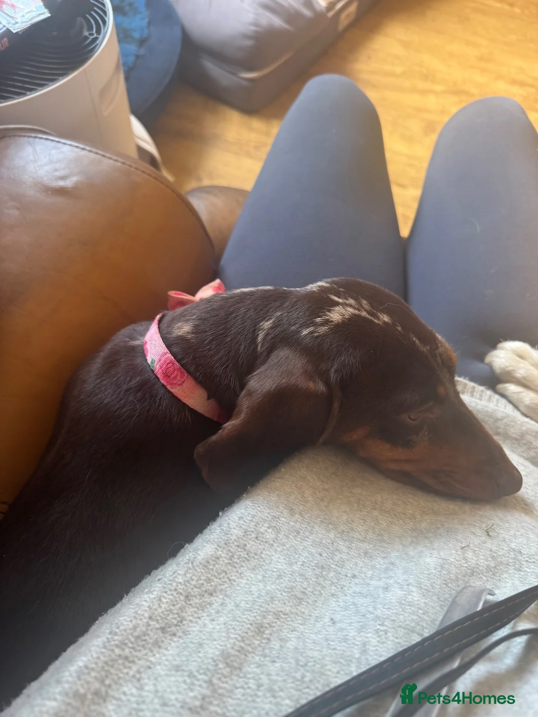 Miniature Dachshund dogs for sale: 1 year old Mini daschund - Bonnie  - Advert 2