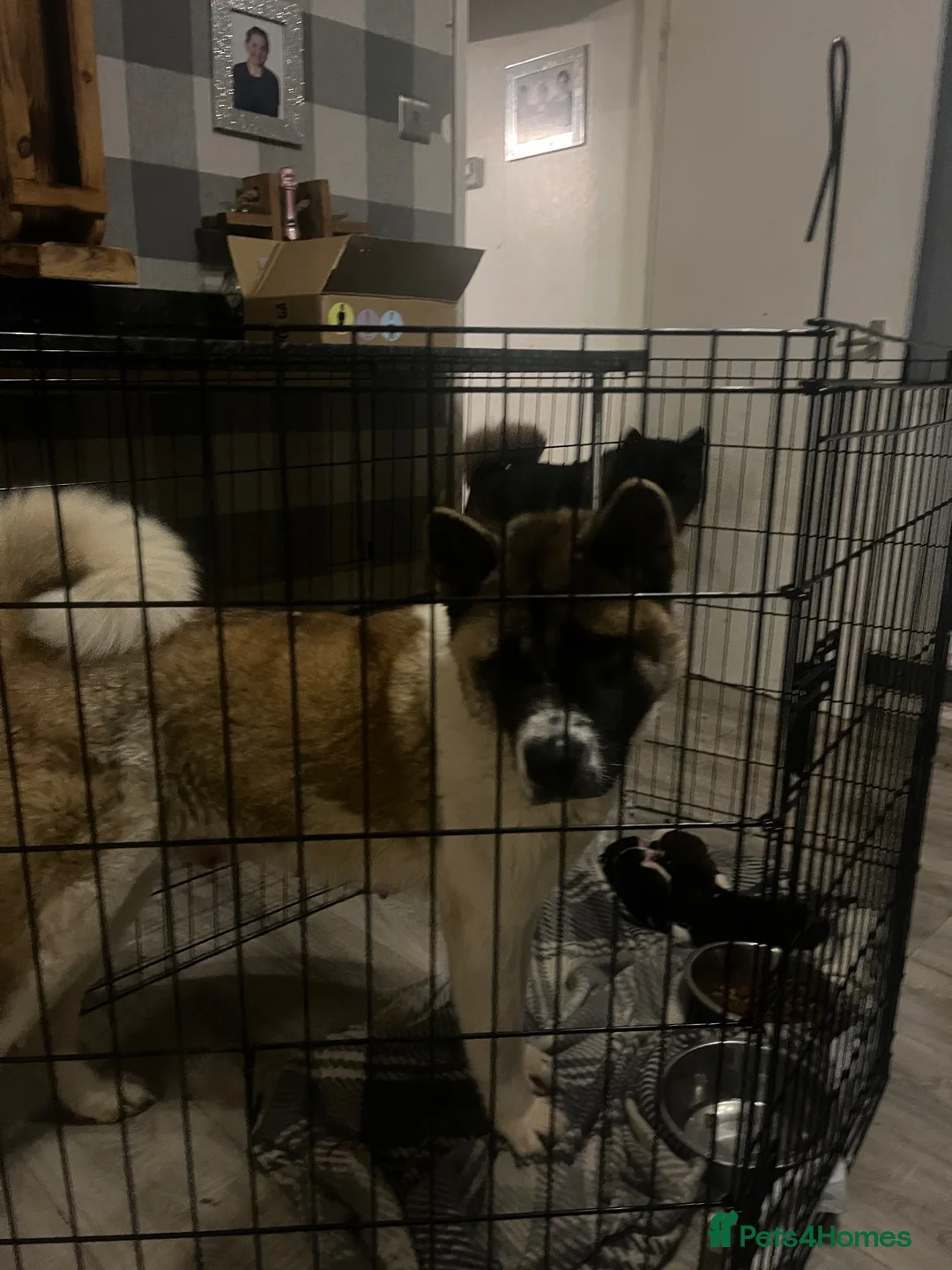 Akita dogs for sale: READY NOW!!!  - Advert 2