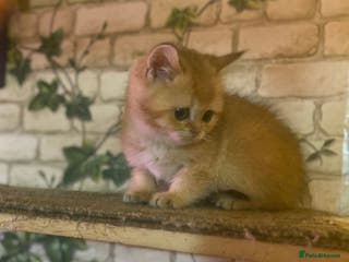 British Shorthair cats Full Pedigree Golden tipped British Shorthair - Advert 9