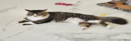 Mixed Breed cats for adoption: Meg & Hercules  - Advert 6