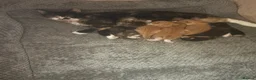 Mixed Breed cats for sale: 5 gorgeous kittens  in Feltham - Advert 6