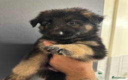 German Shepherd dogs for sale: German shepherd  - Image 6