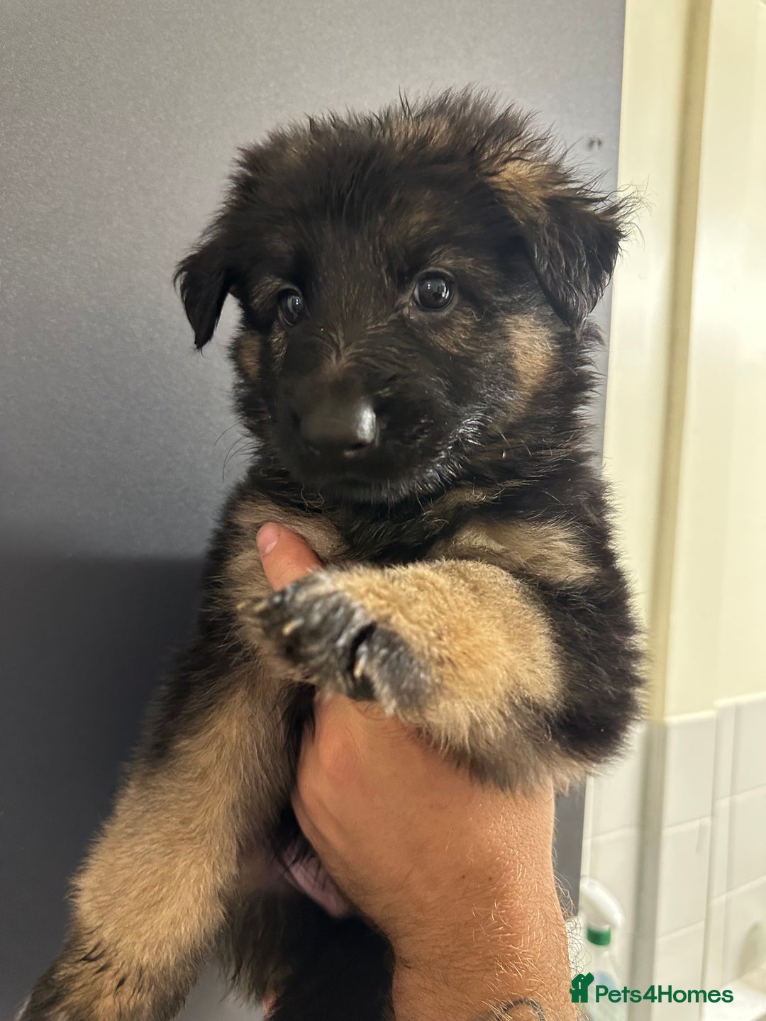 German Shepherd dogs for sale: German shepherd  - Image 6