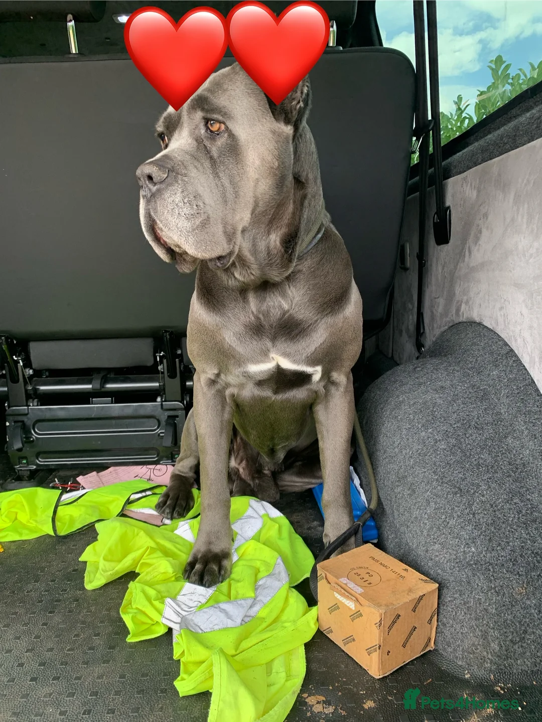 Cane Corso dogs for stud: Romanian Import KC Reg Cane Corso blue stud  - Advert 2