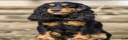 Cocker Spaniel dogs for sale: Stunning Show-Type Cocker Spaniel  - Advert 7
