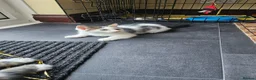 Domestic Shorthair cats for sale: Kitten  - Advert 8