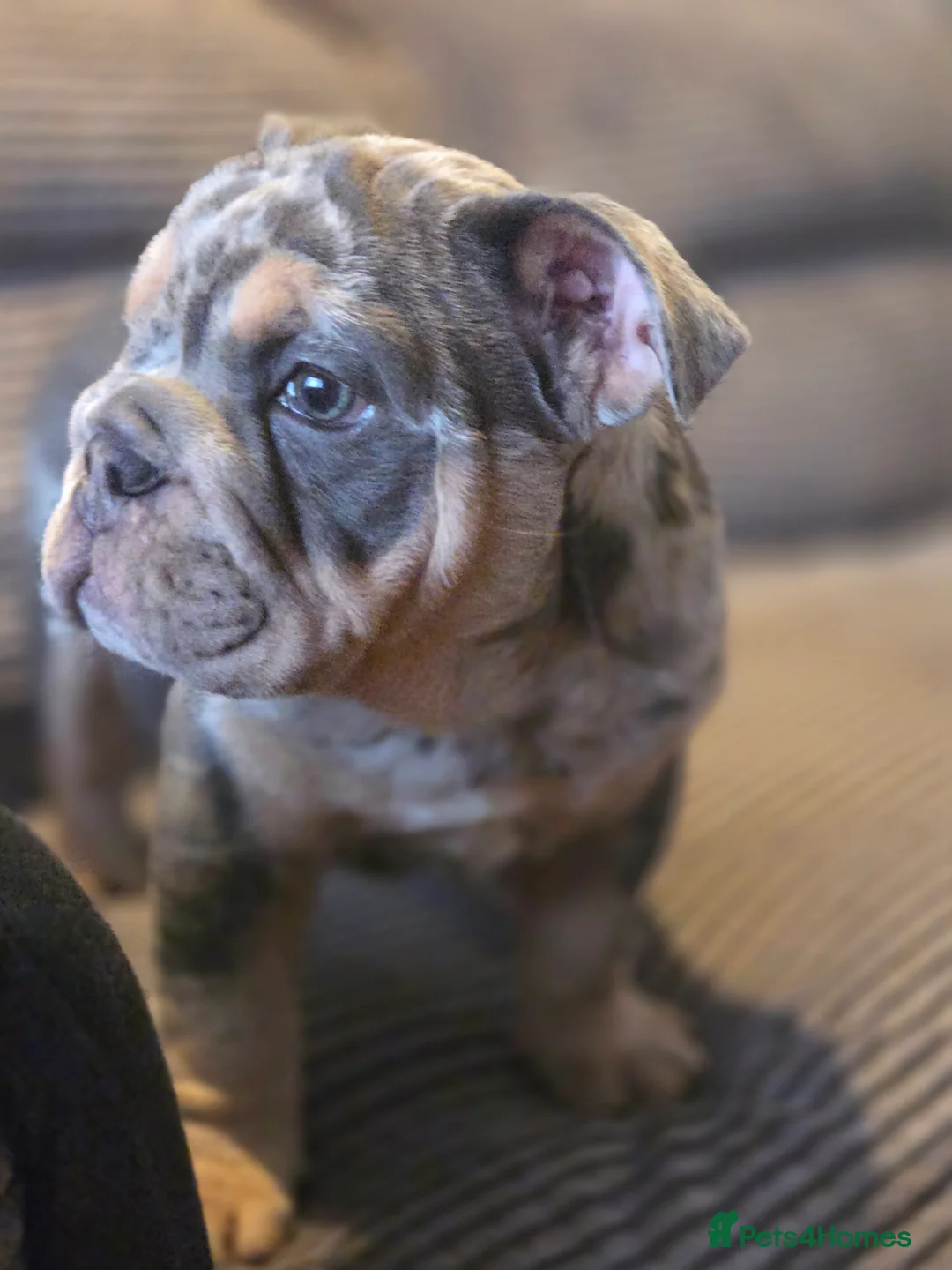 English Bulldog dogs for sale: Bulldog - Advert 2