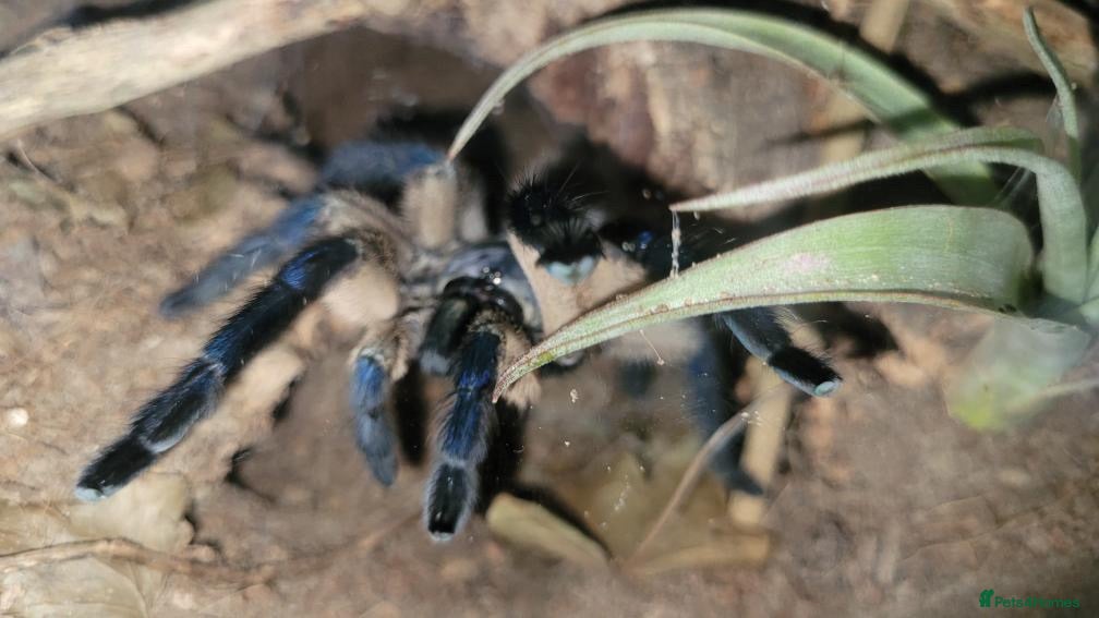 Tarantulas invertebrates Adult Female Monocentrupus balfouri - Advert 2