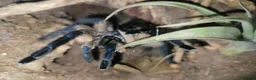 Tarantulas invertebrates for sale: Adult Female Monocentrupus balfouri in Aberystwyth - Advert 1