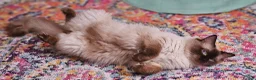 Ragdoll cats for sale: ✨️ GCCF Ragdoll male - Calm, Affectionate, 2y ✨ 🐾 - Advert 2