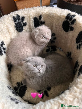 Scottish Fold cats - Advert 15