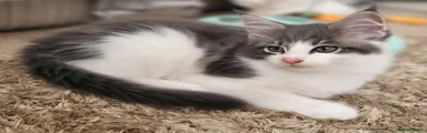Maine Coon 2