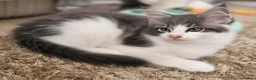 Maine Coon cats for sale: Main coone kittens  - Advert 2