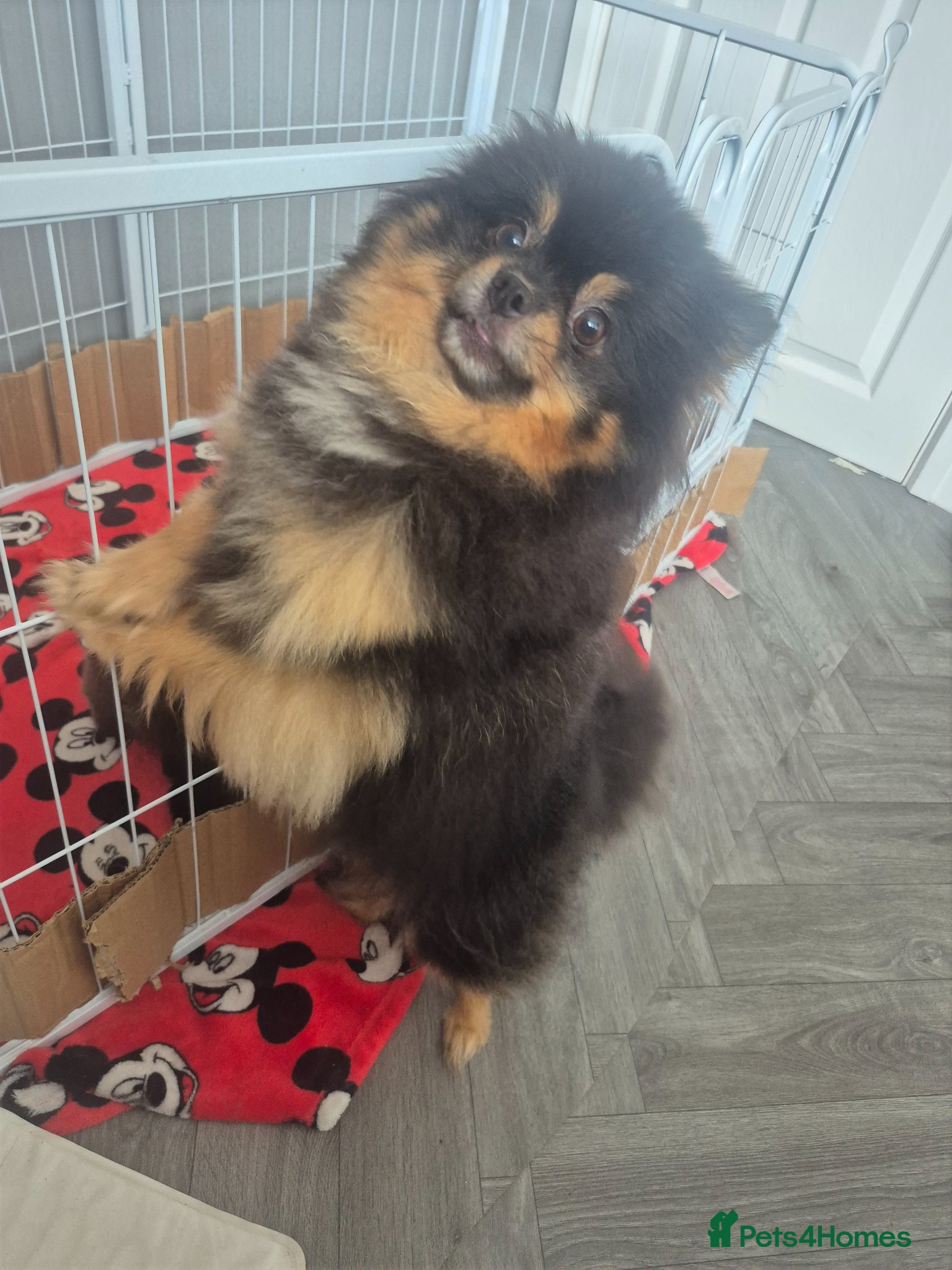 Pomeranian dogs for sale: Mini pomeranian puppies excel Russian bloodlines - Advert 16