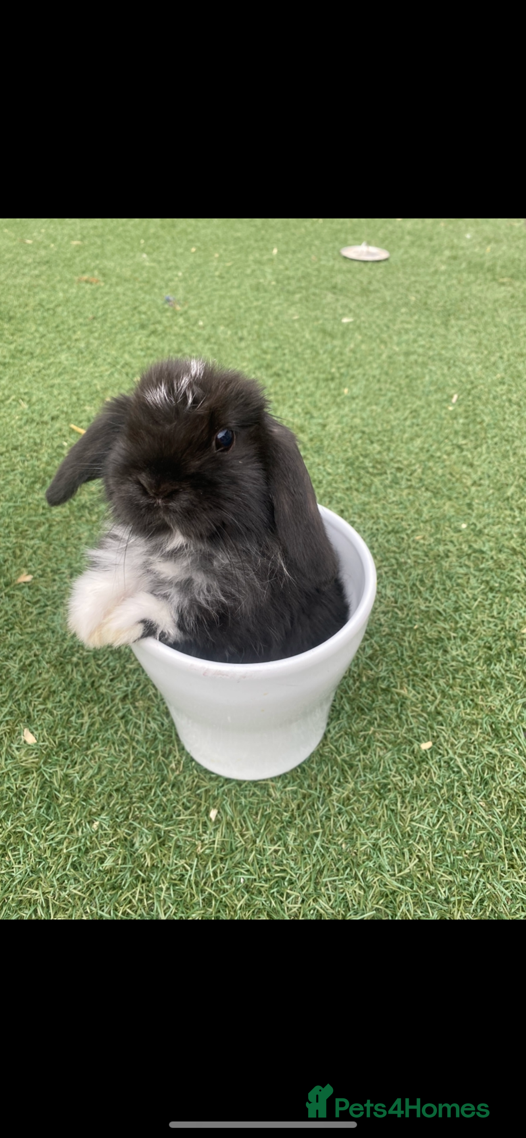 Mini Lop rabbits for sale: Gorgeous mini lops ready for their forever homes  - Image 4