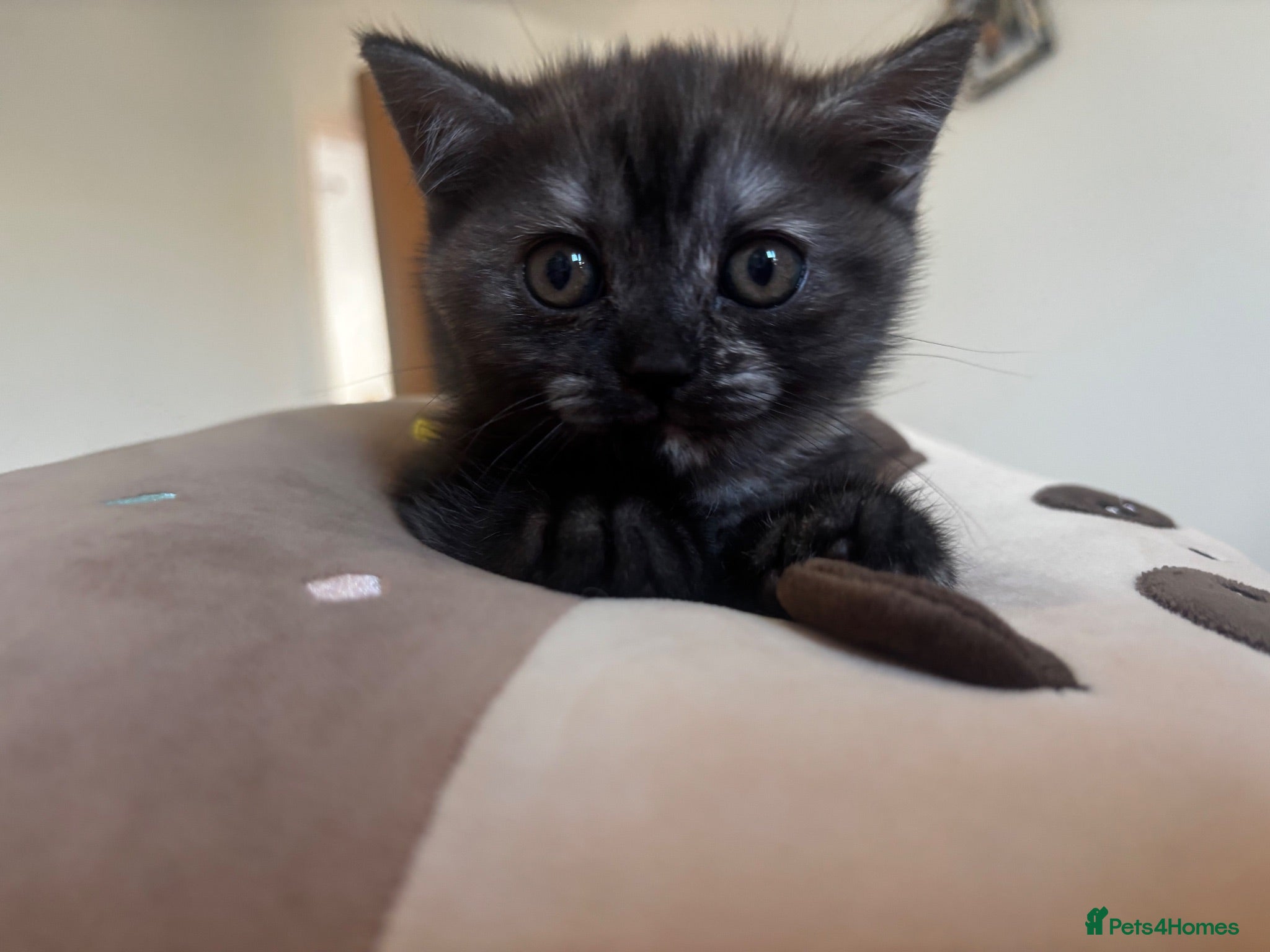 British Shorthair cats for sale: 🍫Rare coat British short hair 🍫 - Advert 4