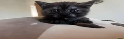 British Shorthair cats for sale: 🍫Rare coat British short hair 🍫 - Advert 1