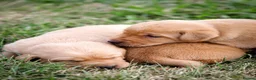 Labrador Retriever dogs for sale: Elite Litter: KC Registered Fox Red Labrador Pups - Advert 17