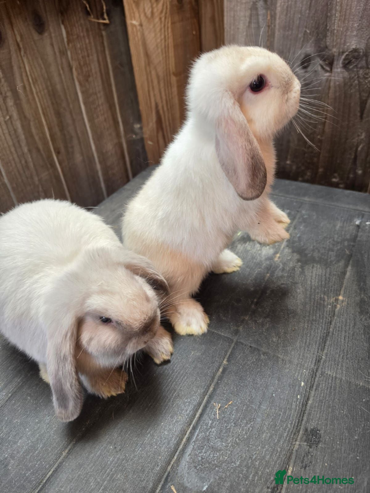 Mini Lop rabbits Mini Lops - Advert 1