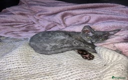 Devon Rex cats for sale: GCCF Registered Pedigree Devon Rex Kittens ❤️ in Leeds - Image 39
