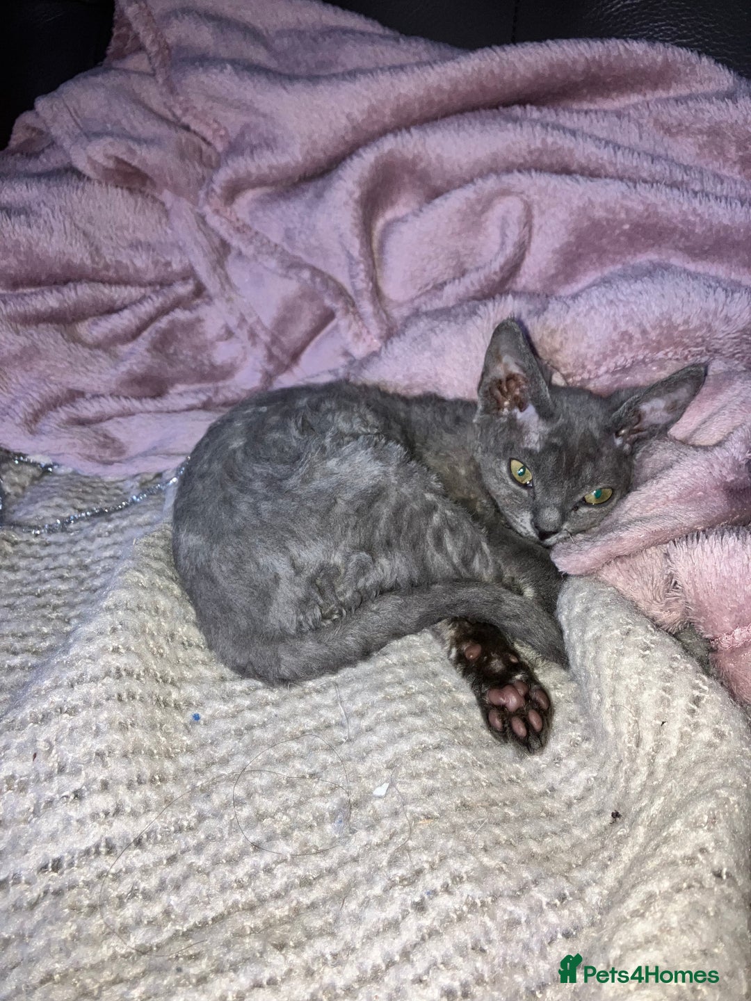 Devon Rex cats for sale: GCCF Registered Pedigree Devon Rex Kittens ❤️ in Leeds - Image 39