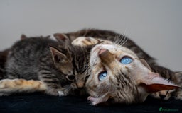 Bengal cats for sale: Gorgeous kittens, Wild-Patterned, Stunning Looks - Image 5