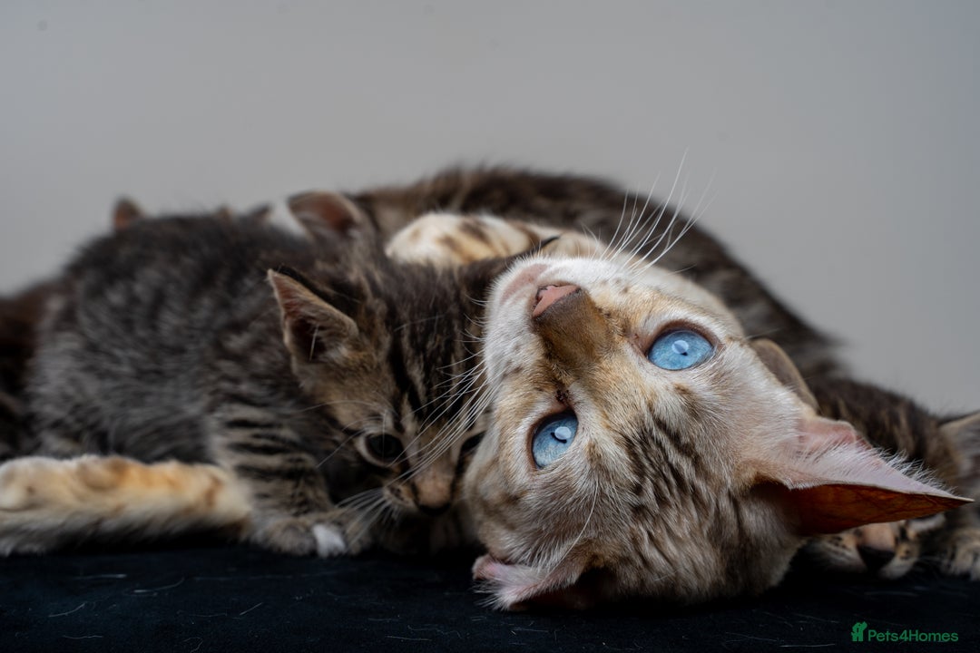 Bengal cats for sale: Gorgeous kittens, Wild-Patterned, Stunning Looks - Image 5