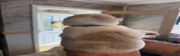 Akita dogs for sale: Akita pups  - Advert 18