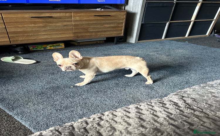 French Bulldog dogs - Advert 3