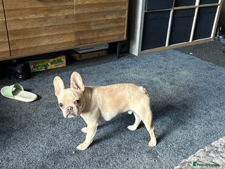 French Bulldog dogs - Advert 13