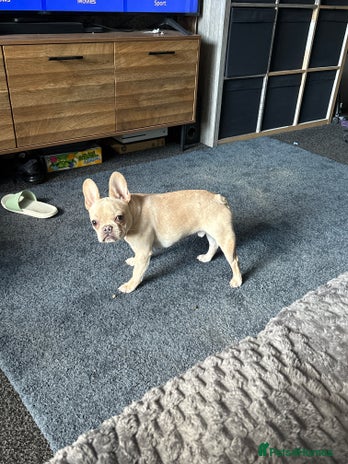 French Bulldog dogs - Advert 4