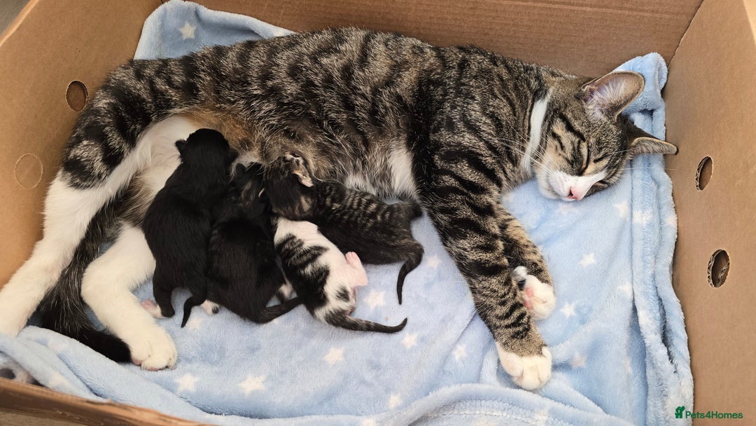 Mixed Breed cats for sale: adorable kittens for sale - Image 2